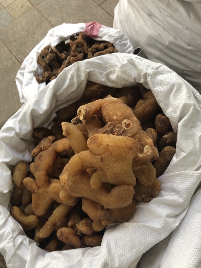 鸡头黄精大量上市产地直销质量上乘量大价优货量充足