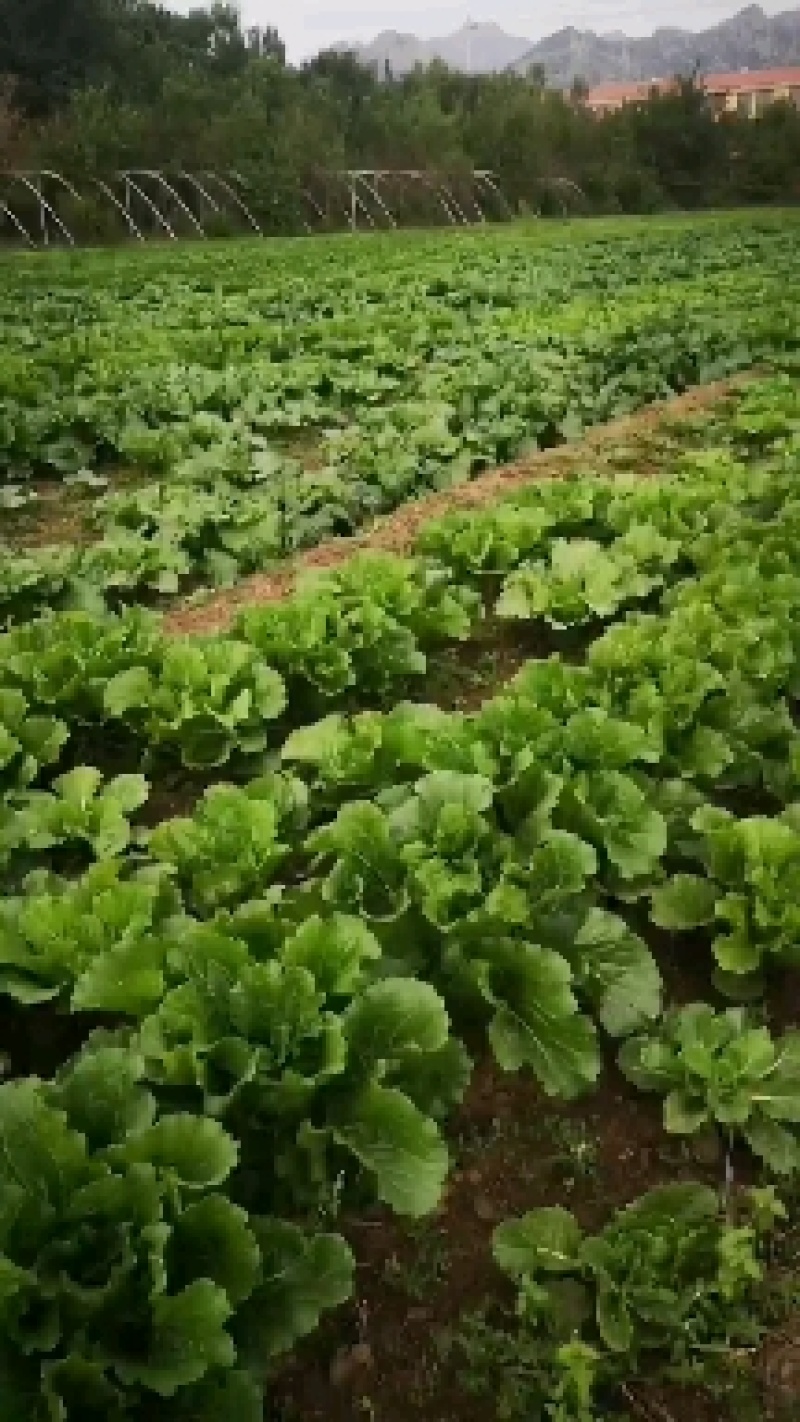 抱头白菜青麻叶