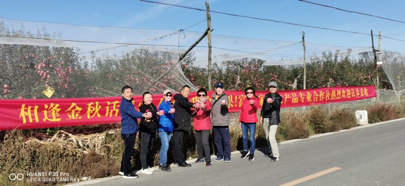 陕西延安优质红富士产地富县品牌供货商