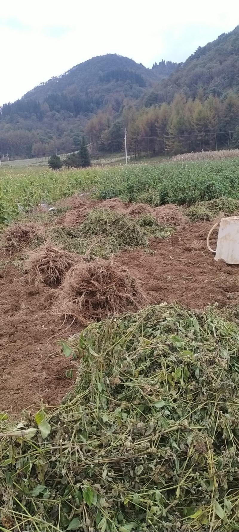 牛膝