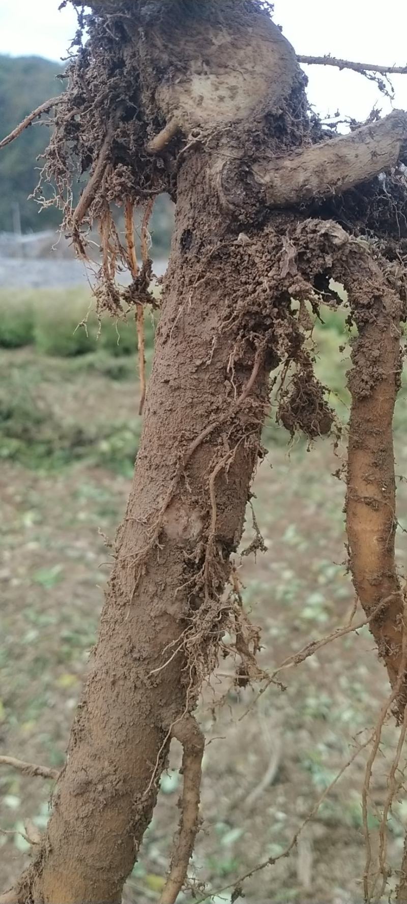 牛膝