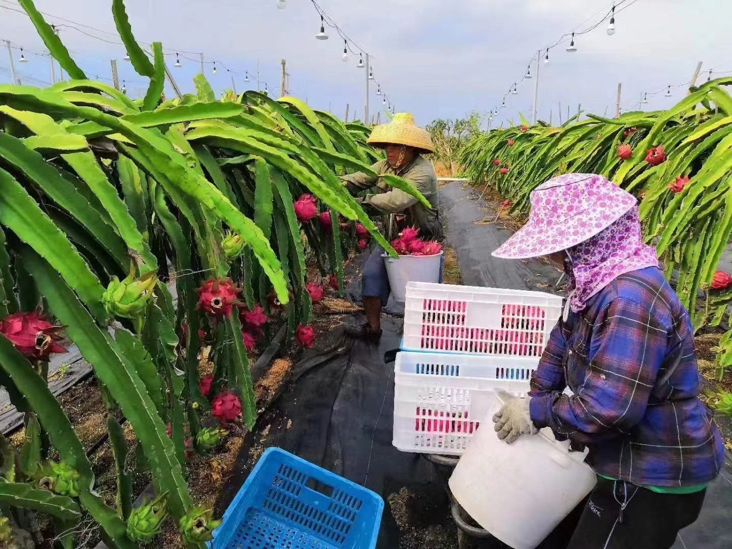火龙果田间喷洒药剂现场图