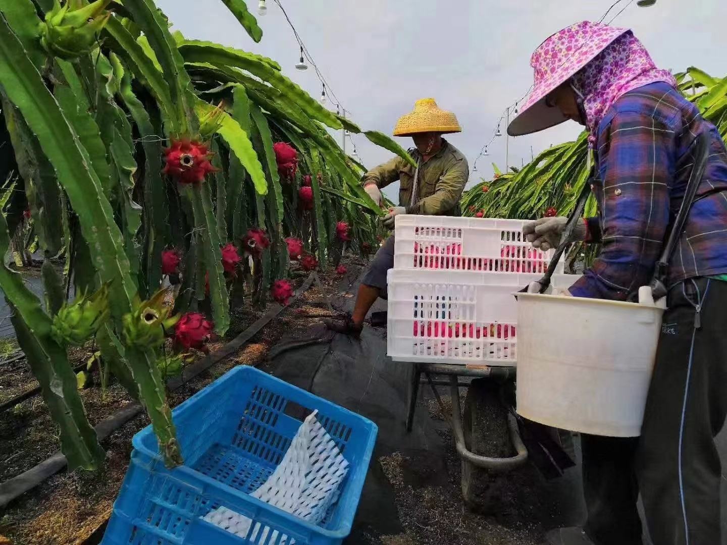 阳光下的黄色火龙果种植园,农民正在采摘果实,背景为热带风光 黄色火龙果果园实景
