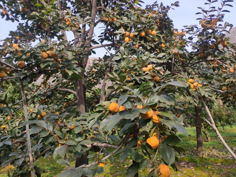 现货河北省易县磨盘柿软柿子狼牙山磨盘柿满城大柿子
