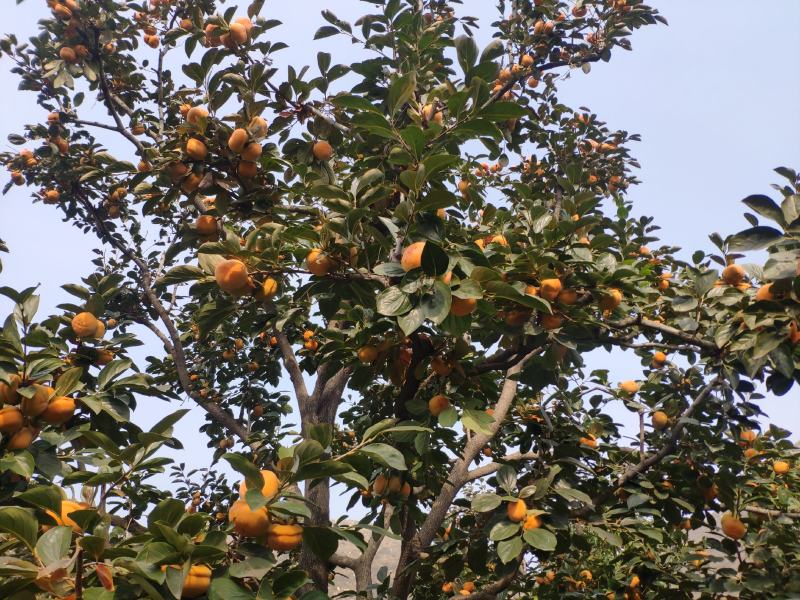 现货河北省易县磨盘柿软柿子狼牙山磨盘柿满城大柿子