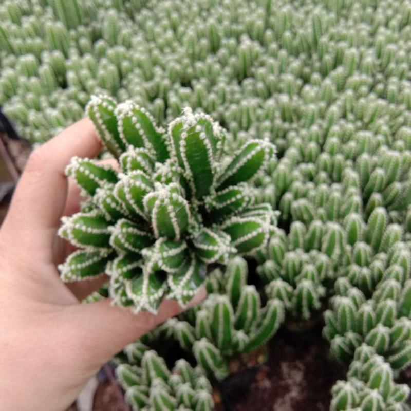 万重山福建花卉种植基地整箱批发发货运物流不包邮