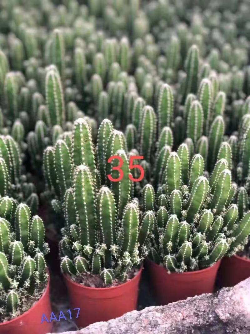万重山福建花卉种植基地整箱批发发货运物流不包邮