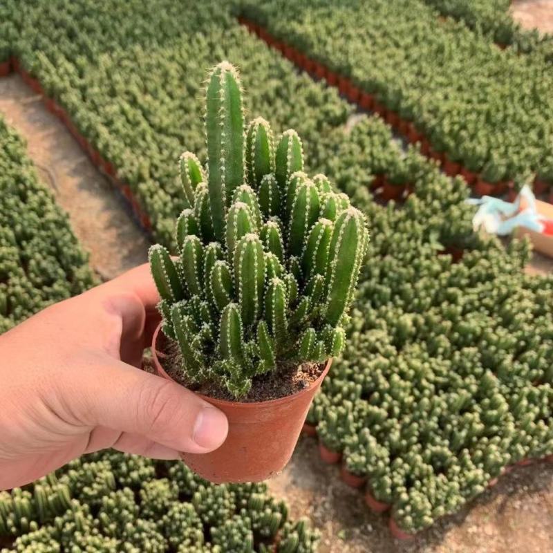 万重山福建花卉种植基地整箱批发发货运物流不包邮