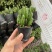 万重山福建花卉种植基地整箱批发发货运物流不包邮