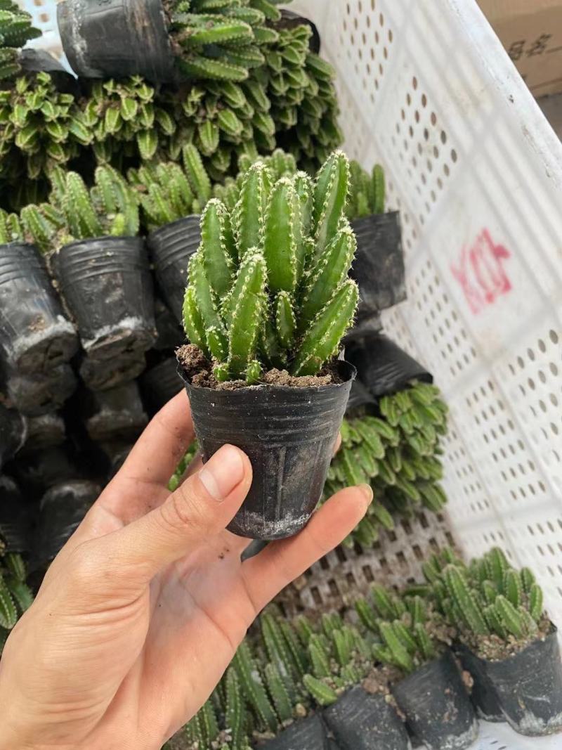 万重山福建花卉种植基地整箱批发发货运物流不包邮