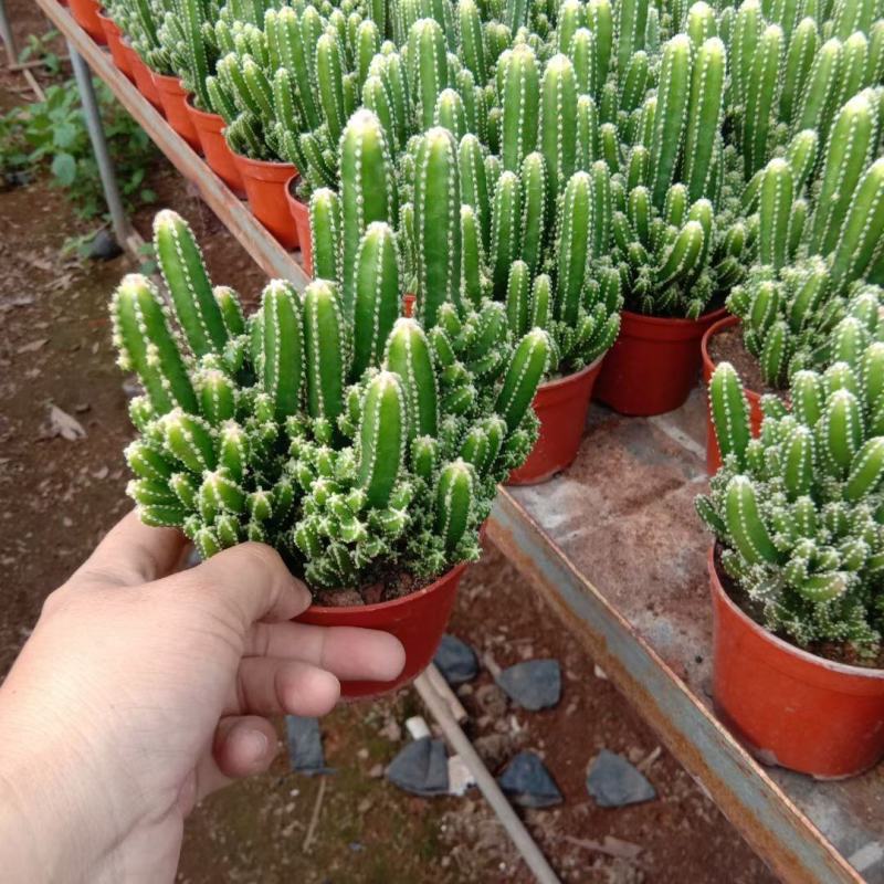 万重山福建花卉种植基地整箱批发发货运物流不包邮