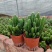 万重山福建花卉种植基地整箱批发发货运物流不包邮