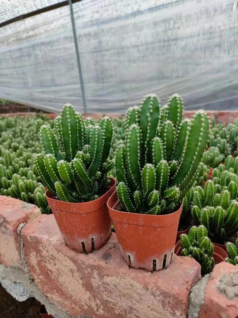 万重山福建花卉种植基地整箱批发发货运物流不包邮