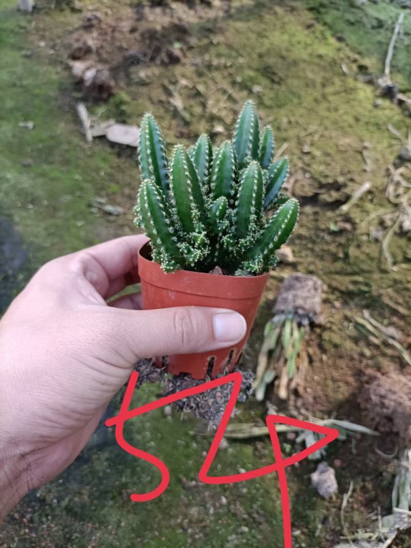 万重山福建花卉种植基地整箱批发发货运物流不包邮