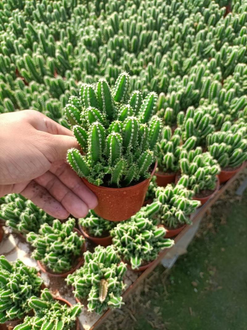 万重山福建花卉种植基地整箱批发发货运物流不包邮