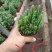 万重山福建花卉种植基地整箱批发发货运物流不包邮