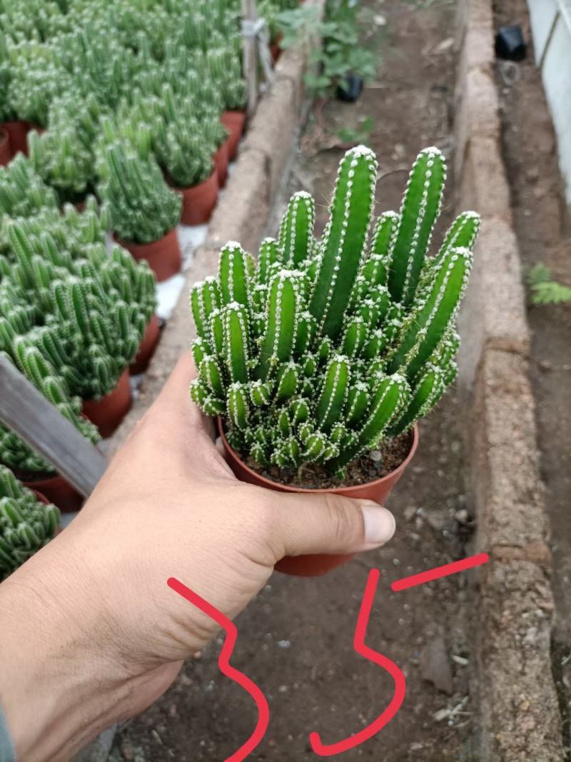 万重山福建花卉种植基地整箱批发发货运物流不包邮