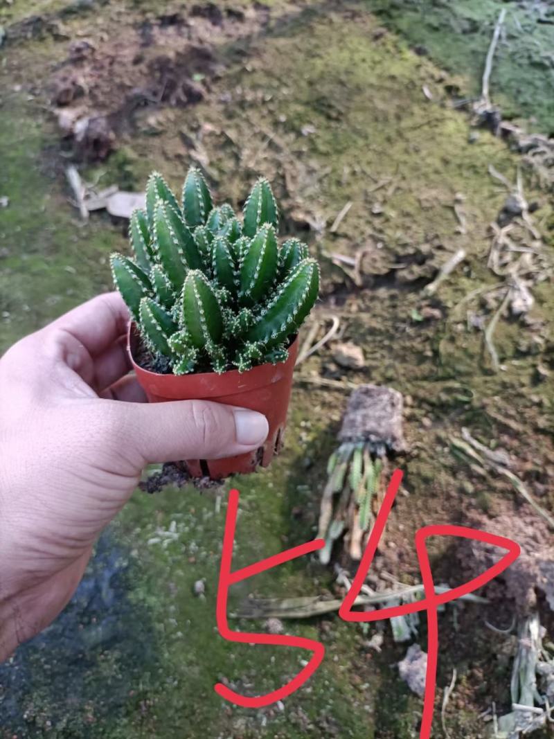 万重山福建花卉种植基地整箱批发发货运物流不包邮