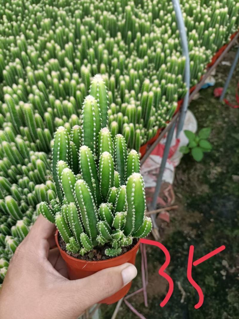 万重山福建花卉种植基地整箱批发发货运物流不包邮