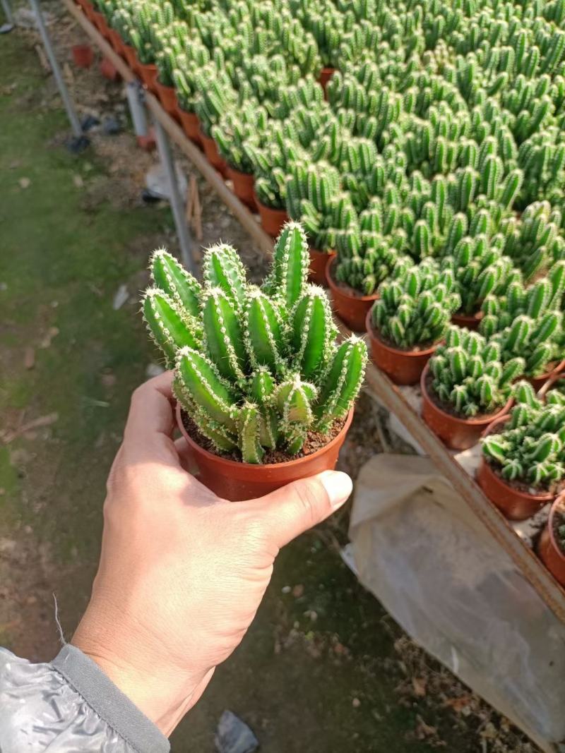 万重山福建花卉种植基地整箱批发发货运物流不包邮