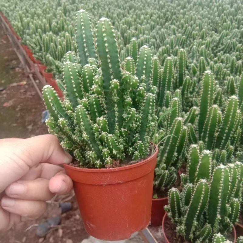 万重山福建花卉种植基地整箱批发发货运物流不包邮