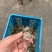 淡水澳龙，虾尾