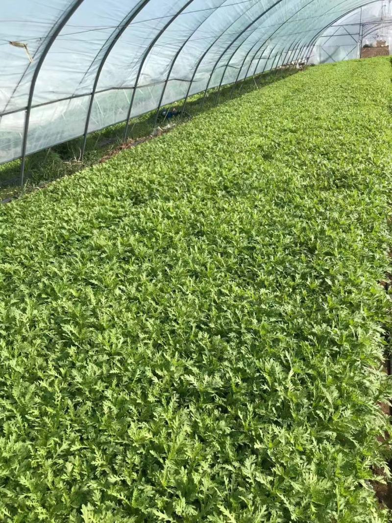 精品茼蒿大量供应，价格便宜，产地直供散装，精装，无烂叶