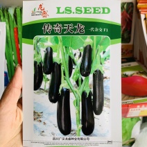 高端绿萼茄子种子四川龙盛传奇天龙一代杂交油黑亮丽茄子种籽