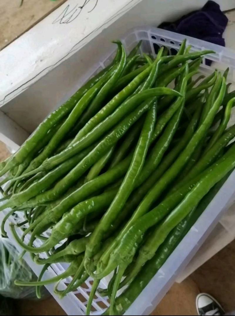 线椒