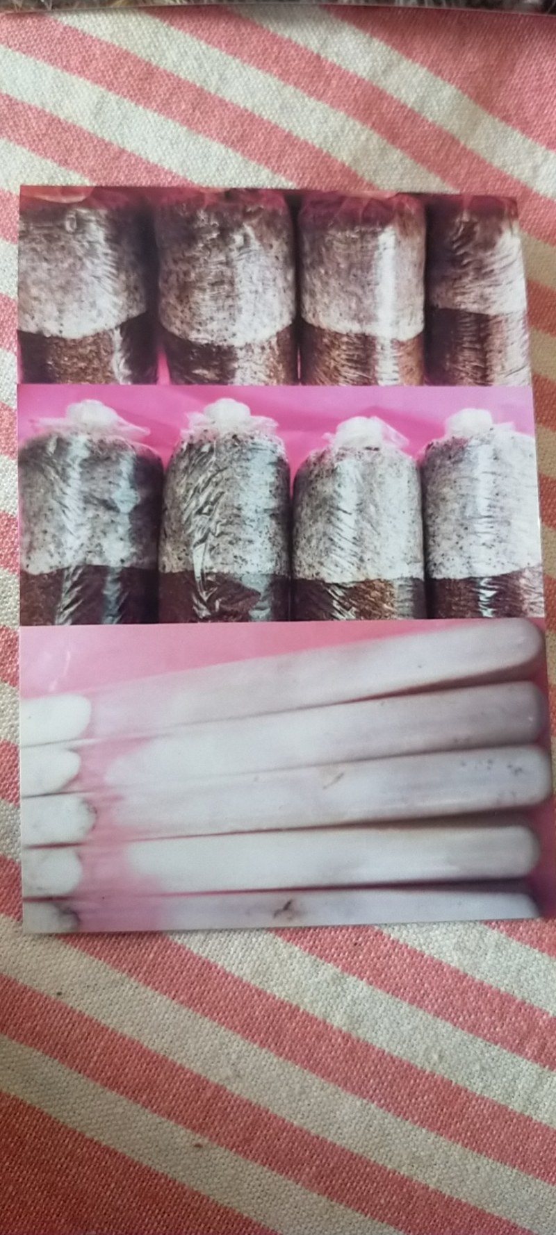 羊肚菌菌种，母种，原种，营养包，送栽培资料，收购产品