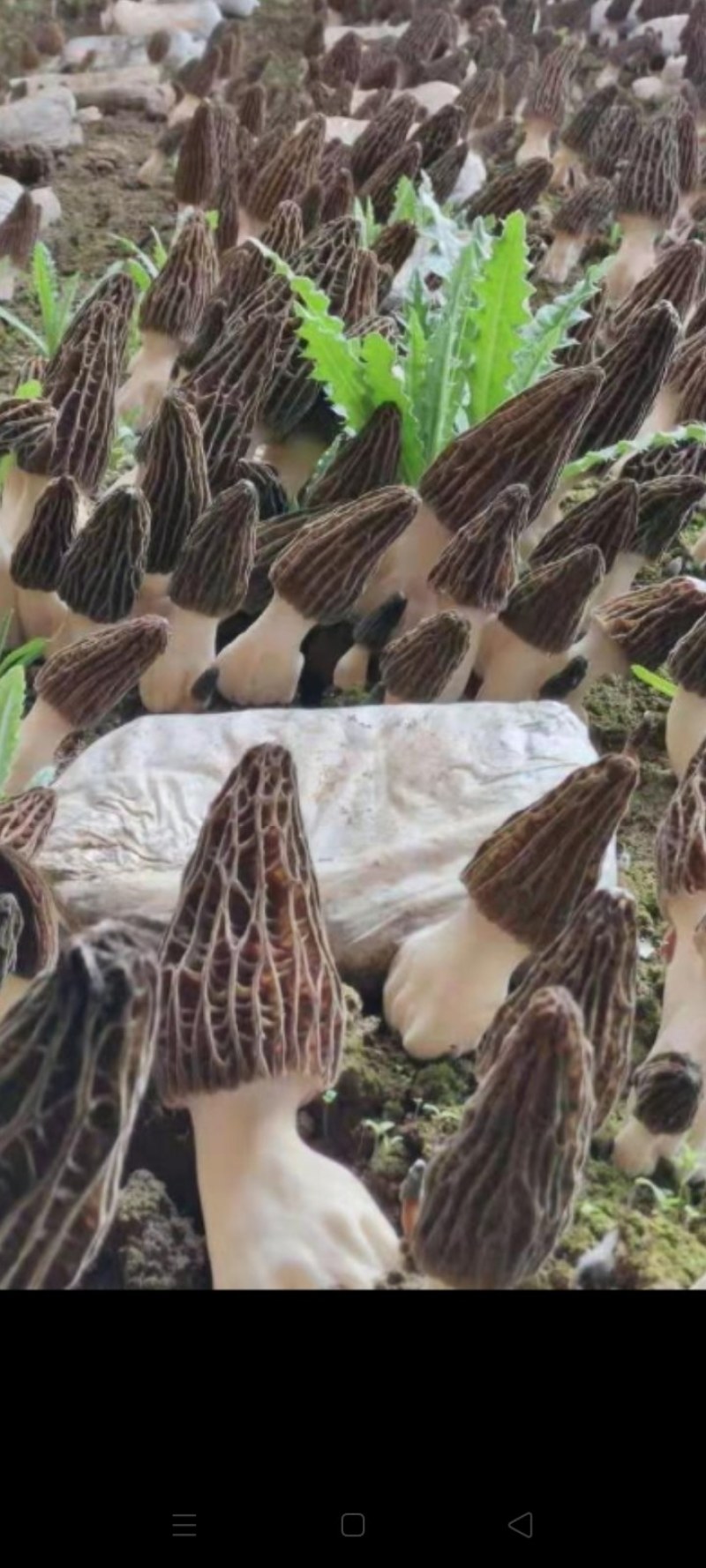 羊肚菌菌种，母种，原种，营养包，送栽培资料，收购产品