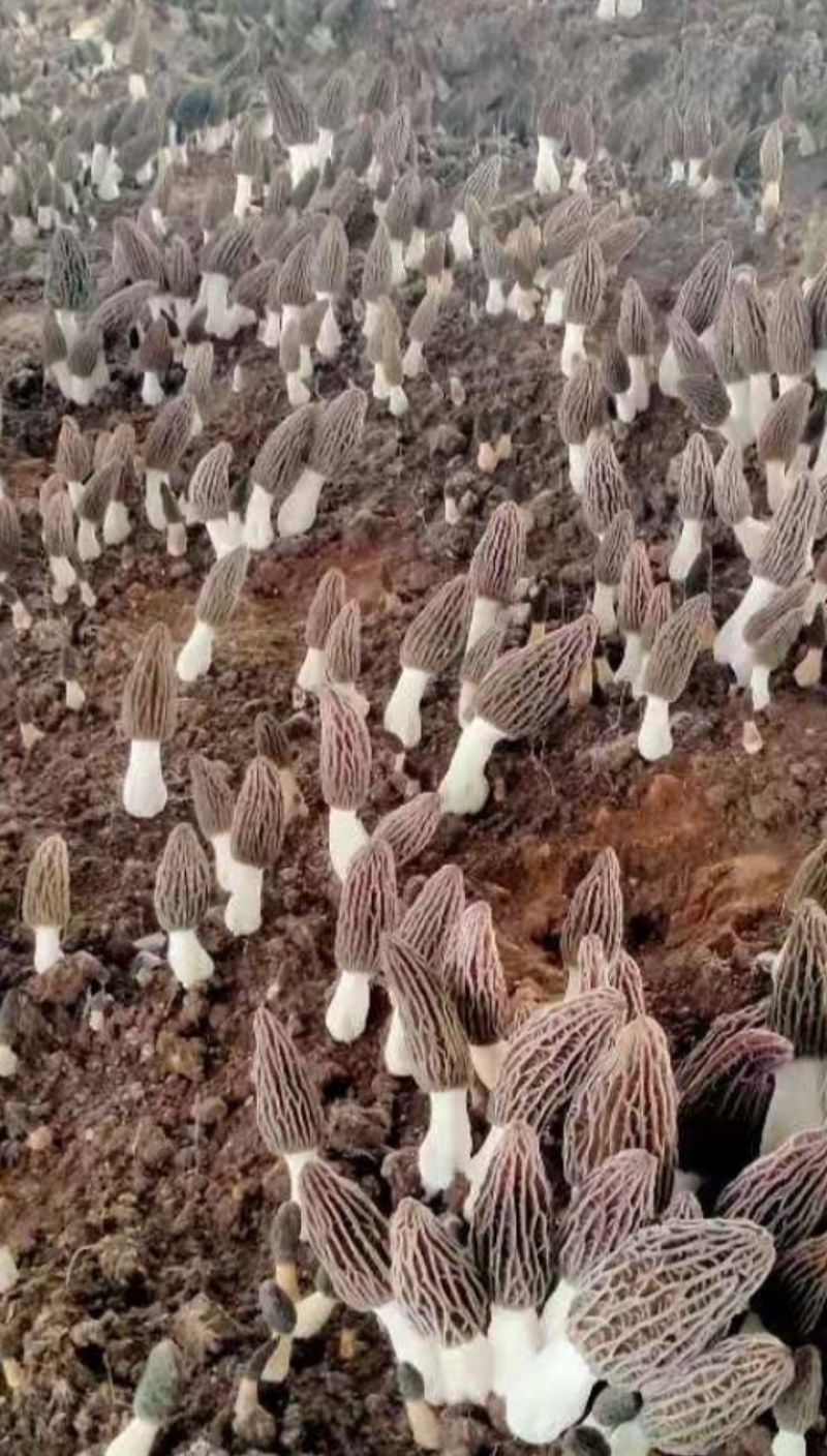 羊肚菌菌种，母种，原种，营养包，送栽培资料，收购产品