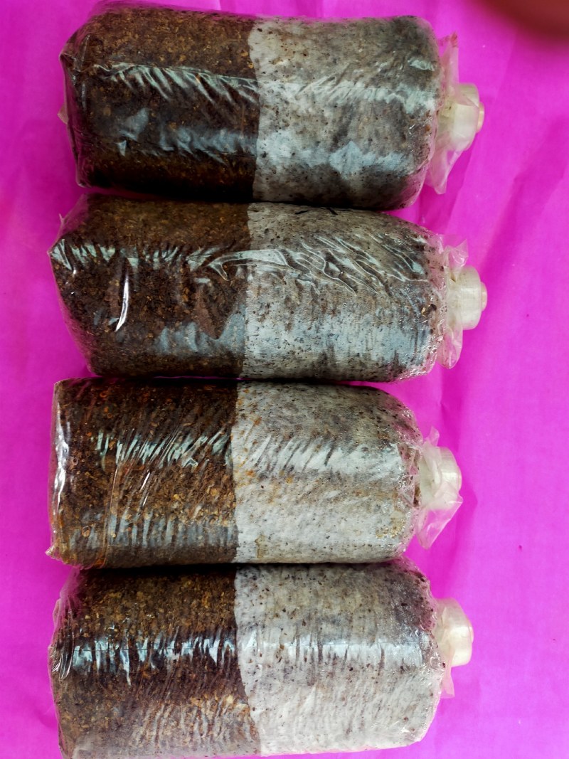 羊肚菌菌种，母种，原种，营养包，送栽培资料，收购产品