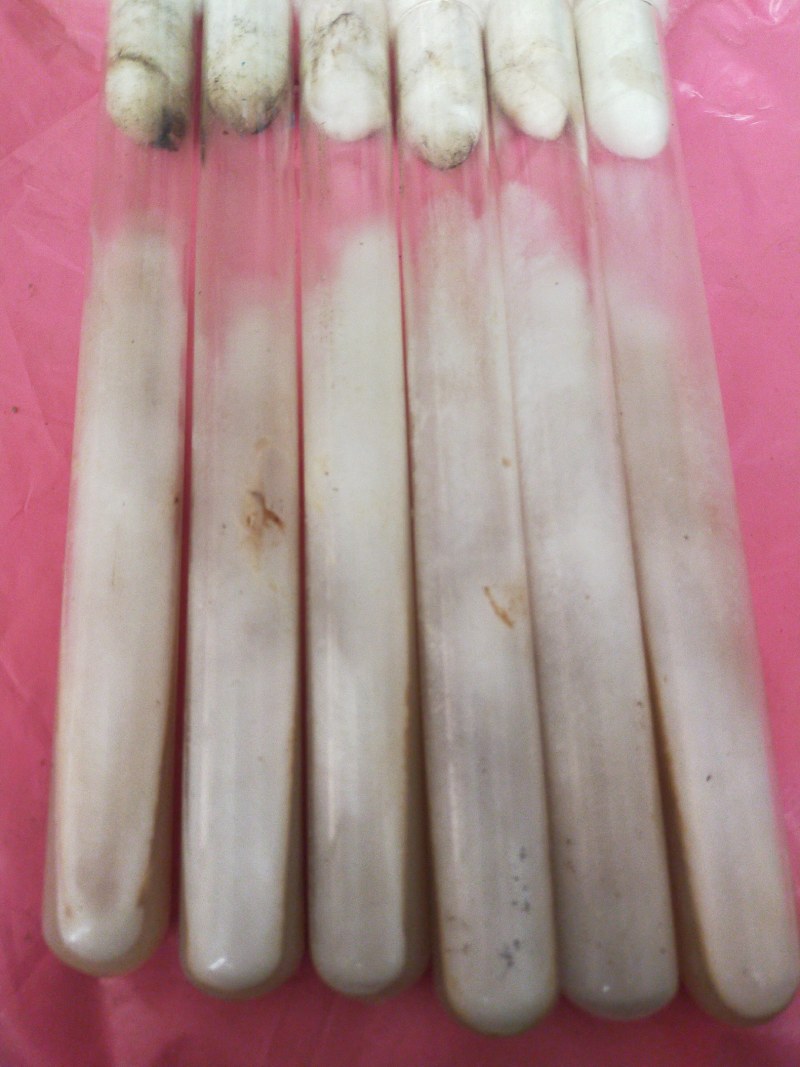 羊肚菌菌种，母种，原种，营养包，送栽培资料，收购产品