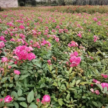 四川成都温江出售大量精品月季丰花月季大花月季欧月月季