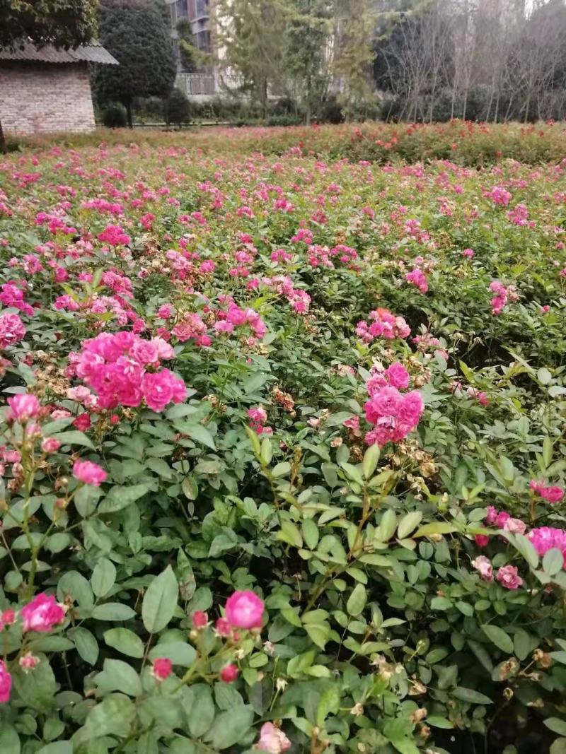 四川成都温江出售大量精品月季丰花月季大花月季欧月月季