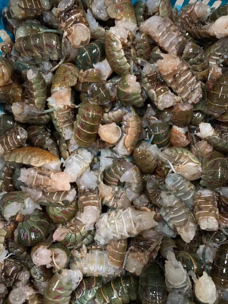 淡水澳龙