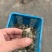 淡水澳龙