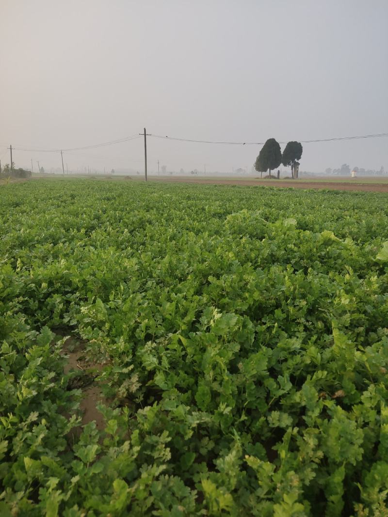 香菜，铁杆青小叶香菜，现货，香菜大量上市，欢迎订购