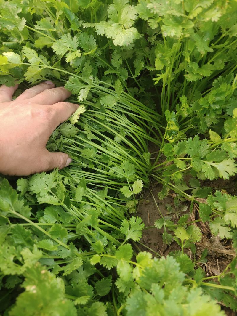 香菜，铁杆青小叶香菜，现货，香菜大量上市，欢迎订购