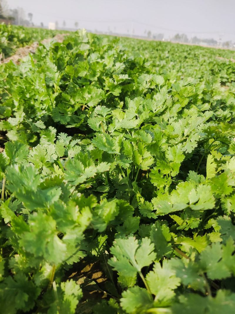 香菜，铁杆青小叶香菜，现货，香菜大量上市，欢迎订购