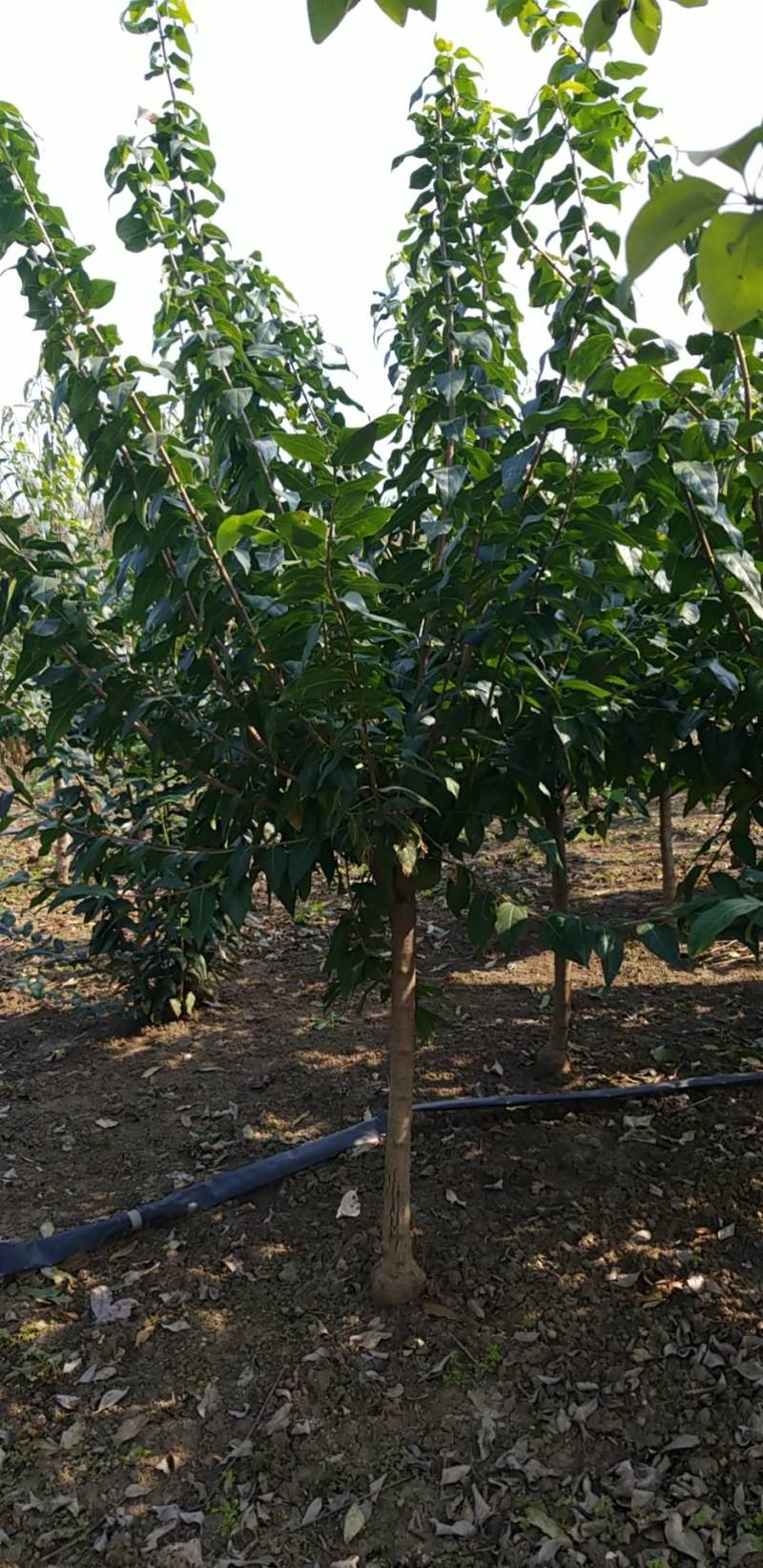 腊梅5公分。丛生腊梅，腊梅基地直销。量大供应