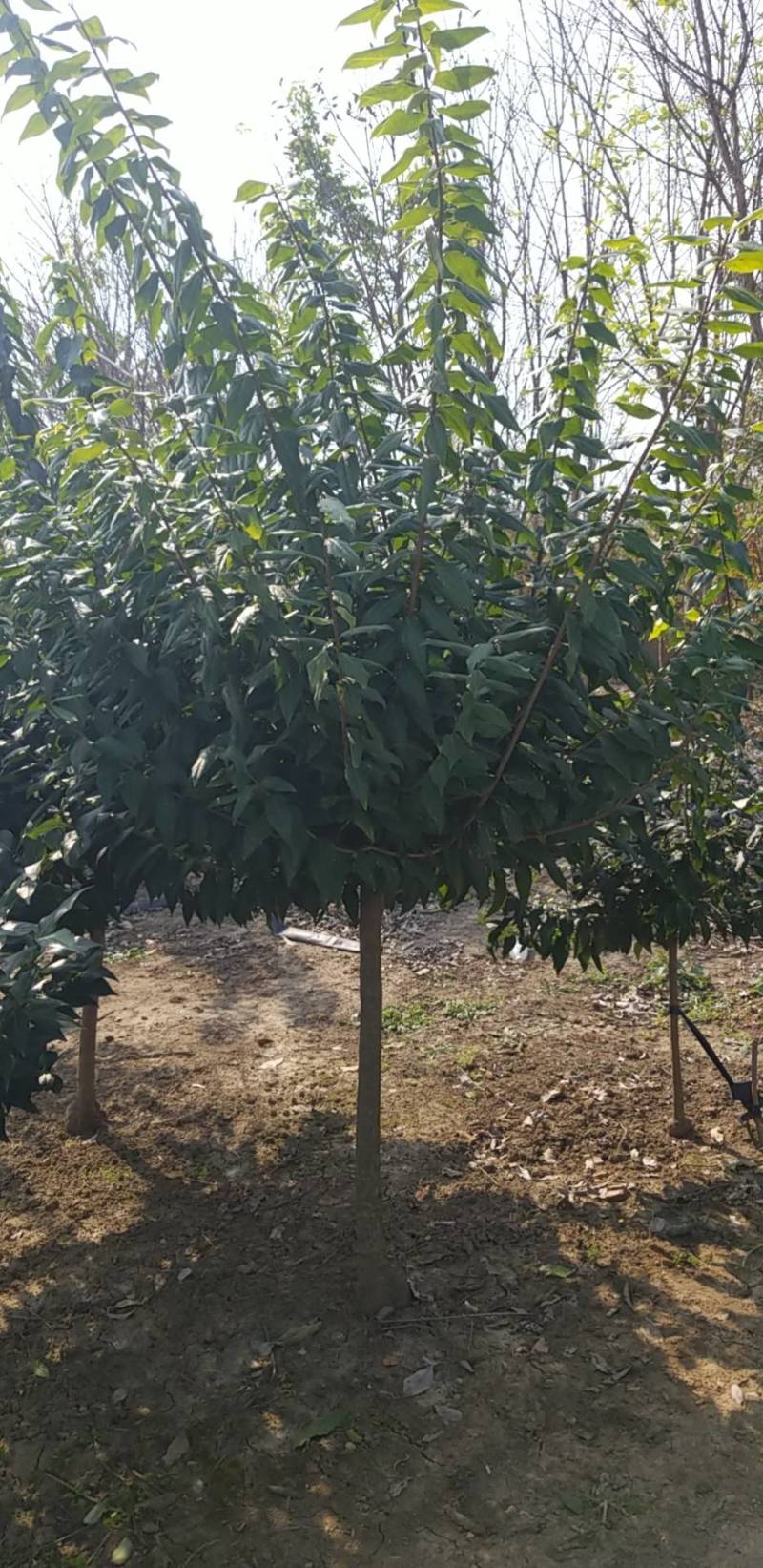 腊梅5公分。丛生腊梅，腊梅基地直销。量大供应