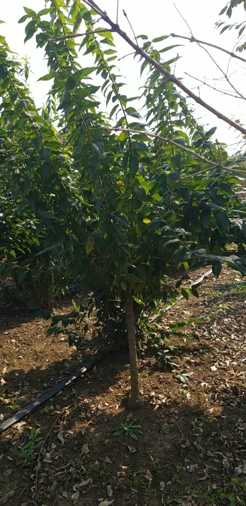 腊梅5公分。丛生腊梅，腊梅基地直销。量大供应