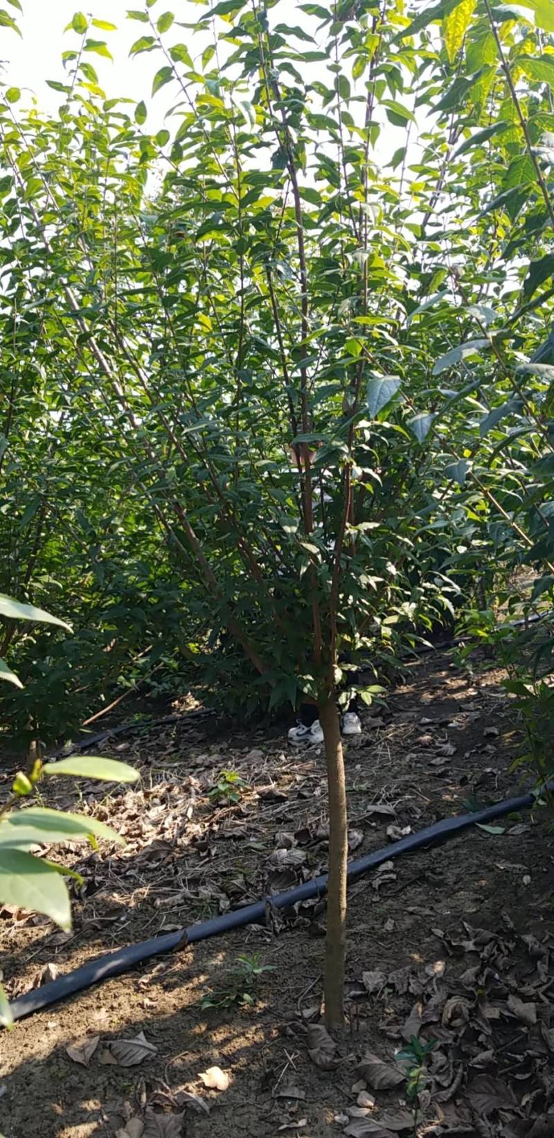 腊梅5公分。丛生腊梅，腊梅基地直销。量大供应