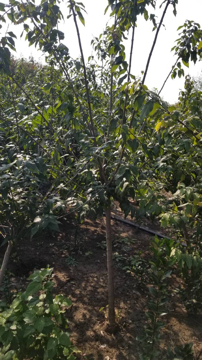 腊梅5公分。丛生腊梅，腊梅基地直销。量大供应