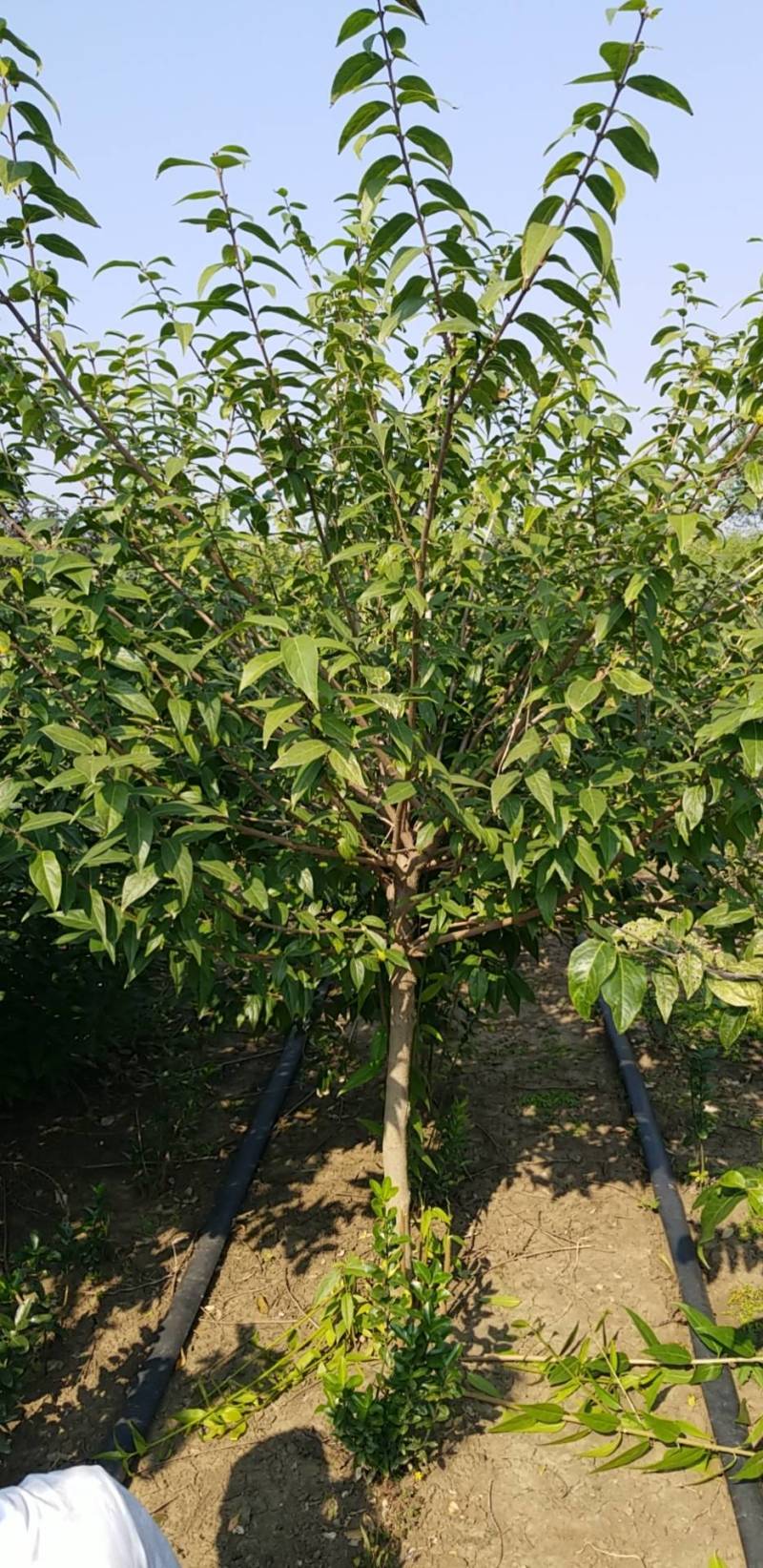 腊梅5公分。丛生腊梅，腊梅基地直销。量大供应