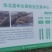 【荐】厂家直供玉米秸秆青储草料诚信经营货源充足