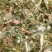 【荐】厂家直供玉米秸秆青储草料诚信经营货源充足