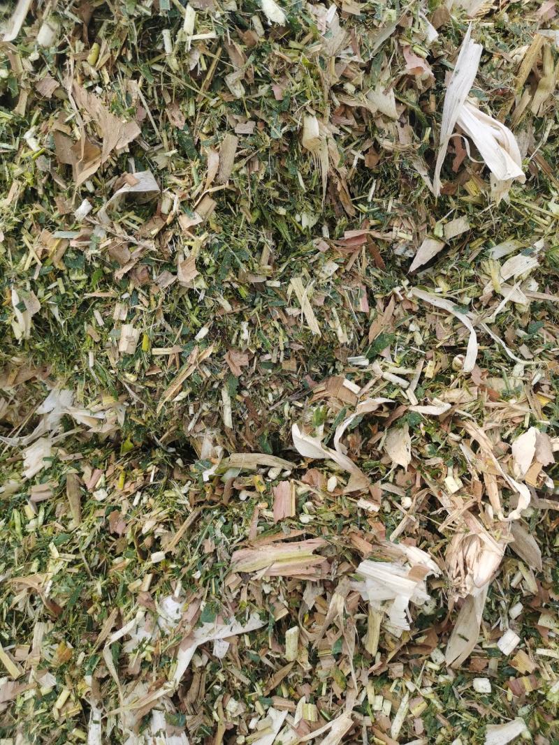 【荐】厂家直供玉米秸秆青储草料诚信经营货源充足
